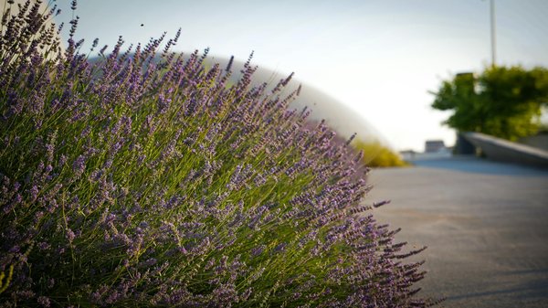 Booster la biodiversité grâce à votre jardin de fleurs